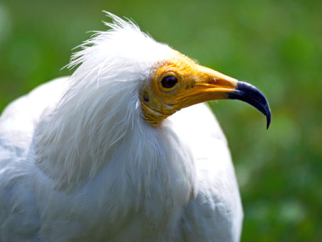 Where the Wild Things are: Extremadura's animal encounters