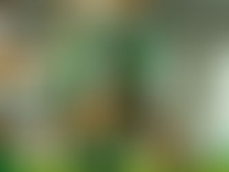 Uutiset: Pauliina Pirinen jatkaa Pallokerhossa