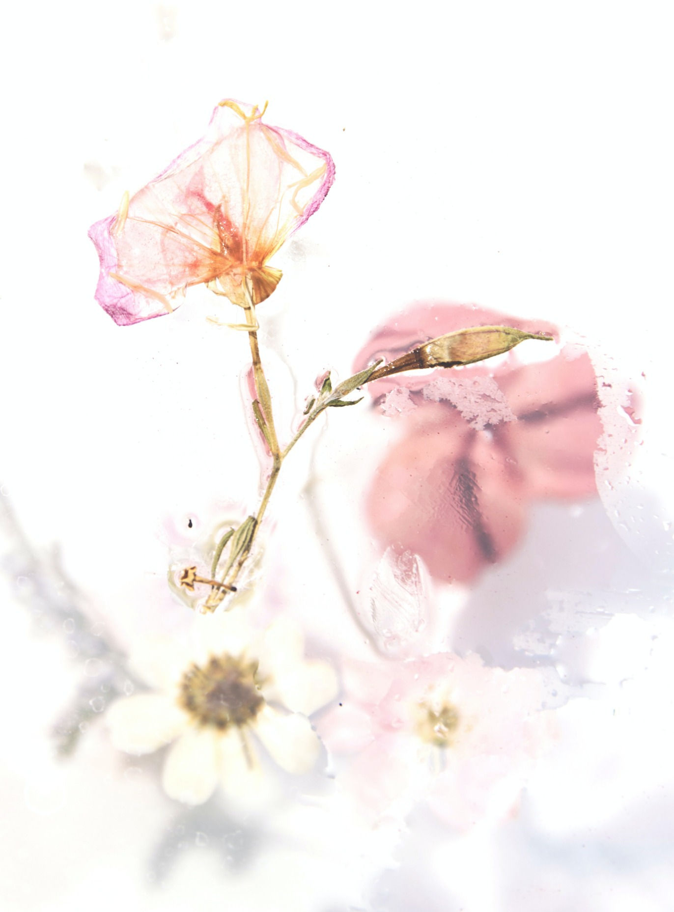 EVER - natural perfume oil