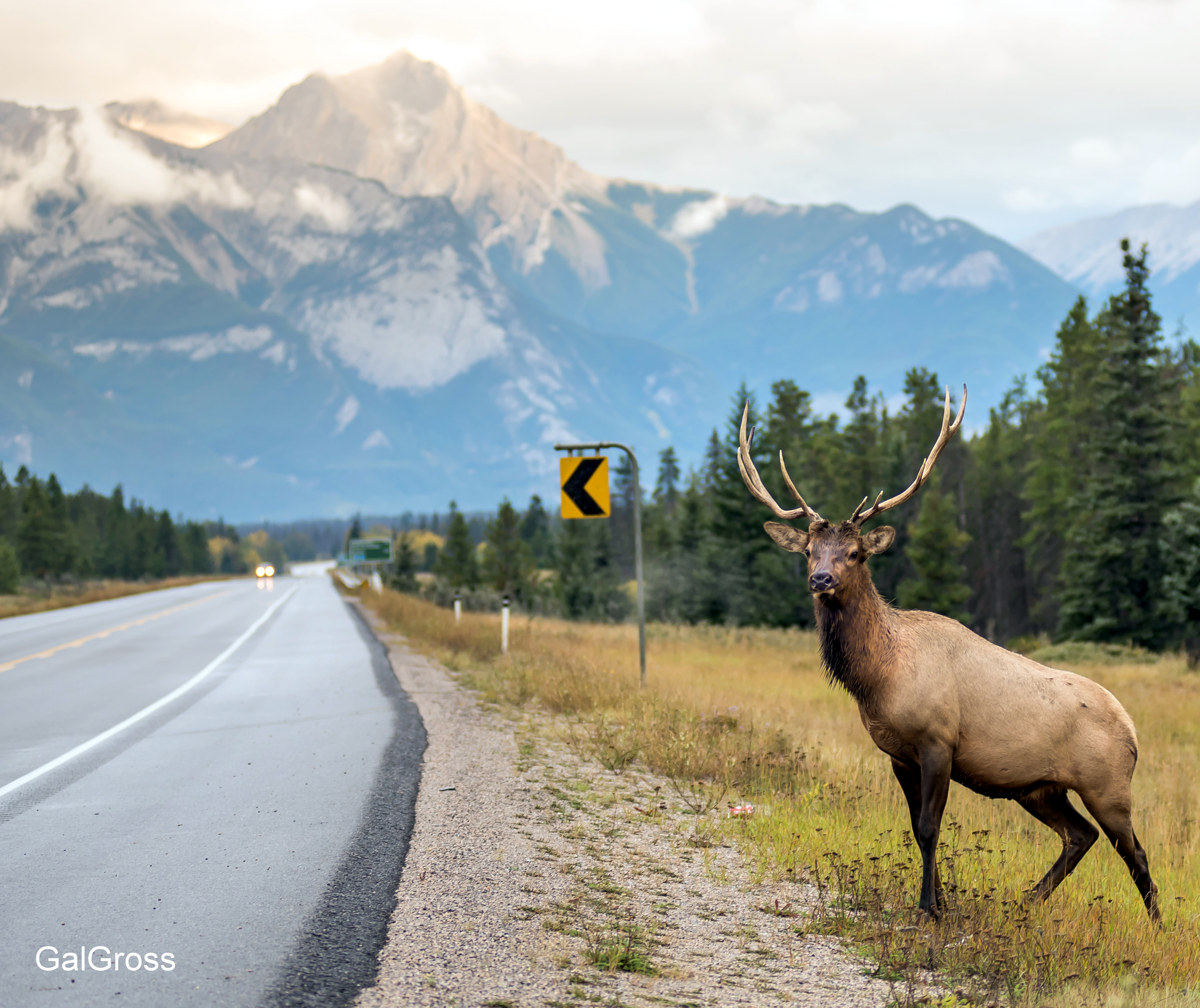 Hitchhiking Elk