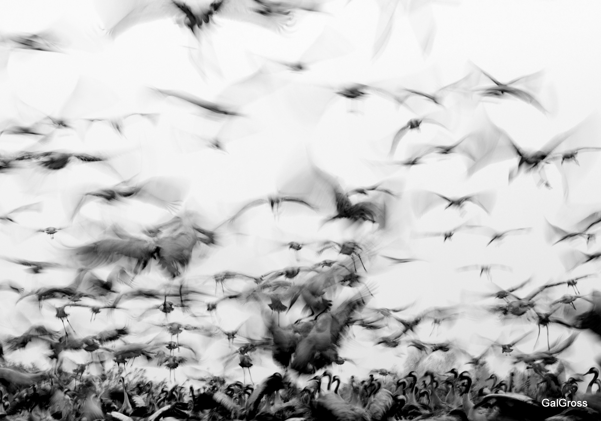 Flying cranes