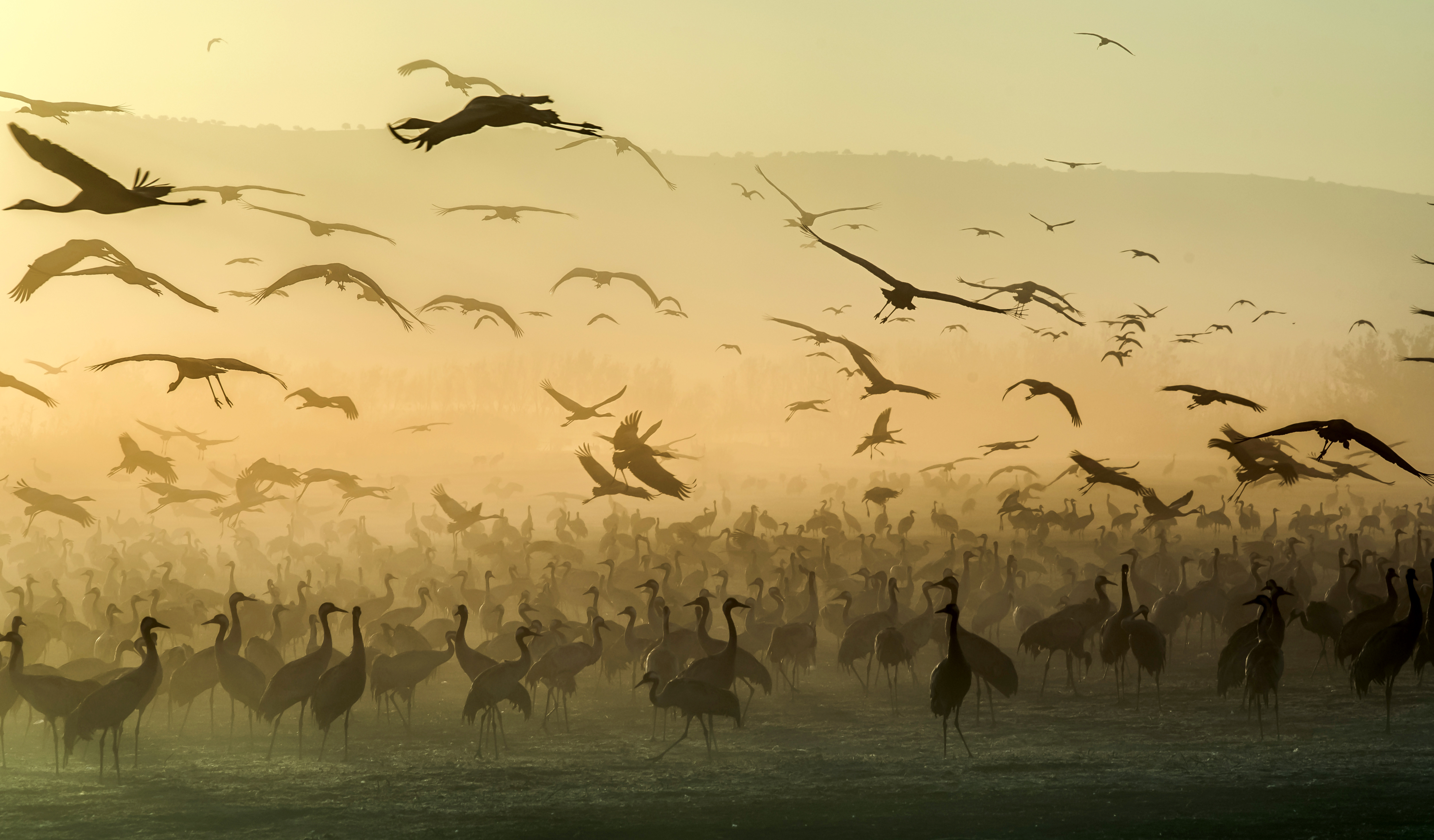 Silhouettes