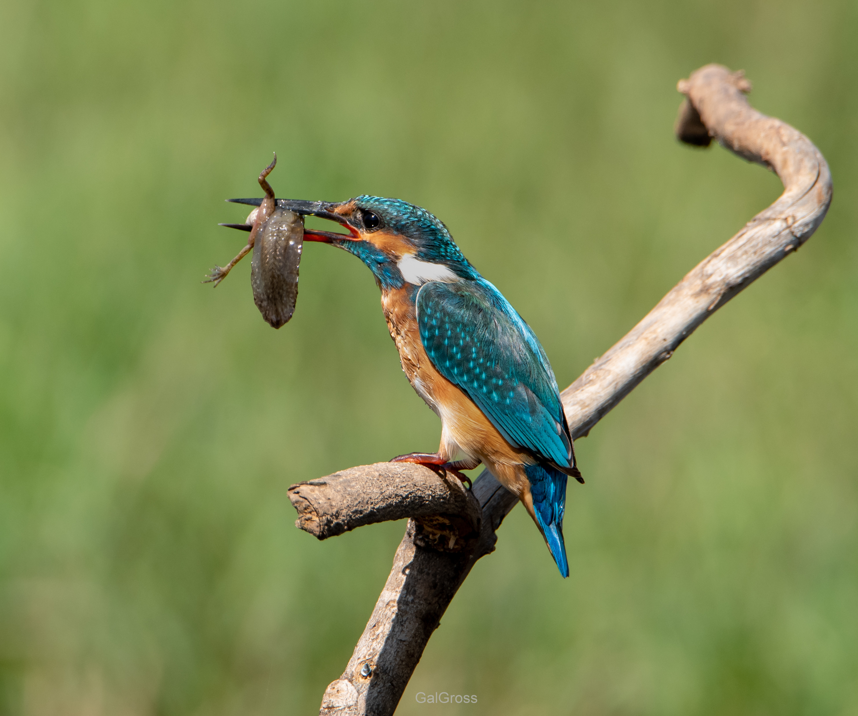Kingfisher
