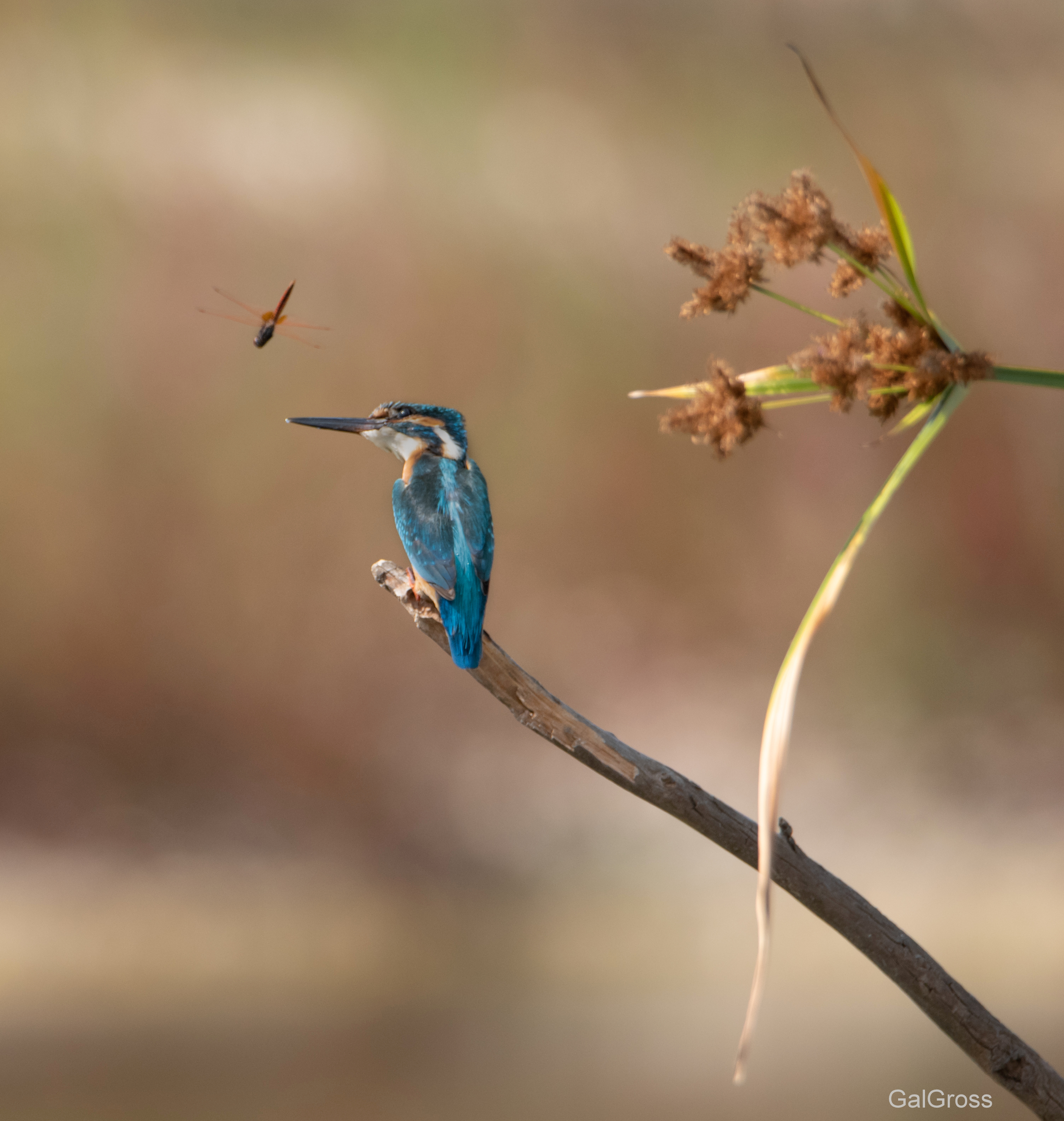 Kingfisher and dragonfly