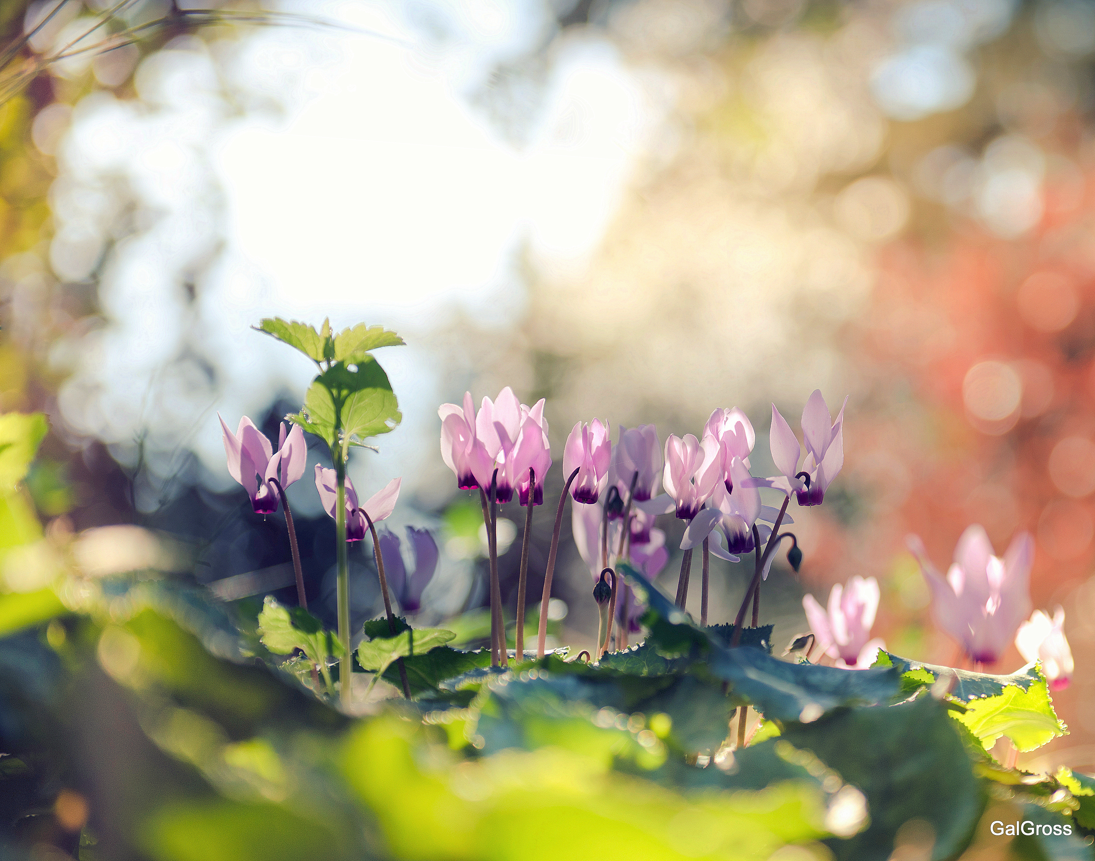 Cyclamen