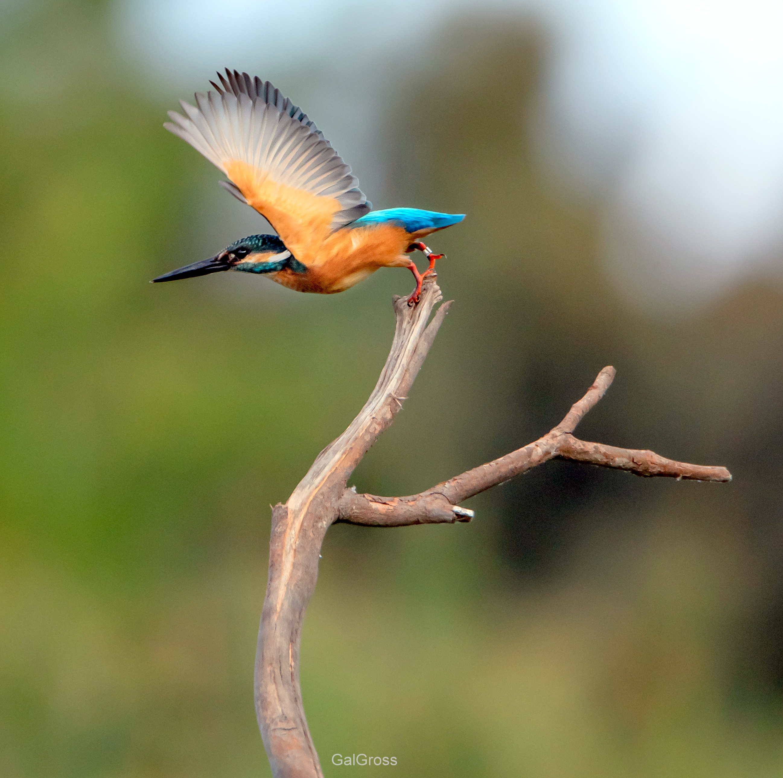 Kingfisher