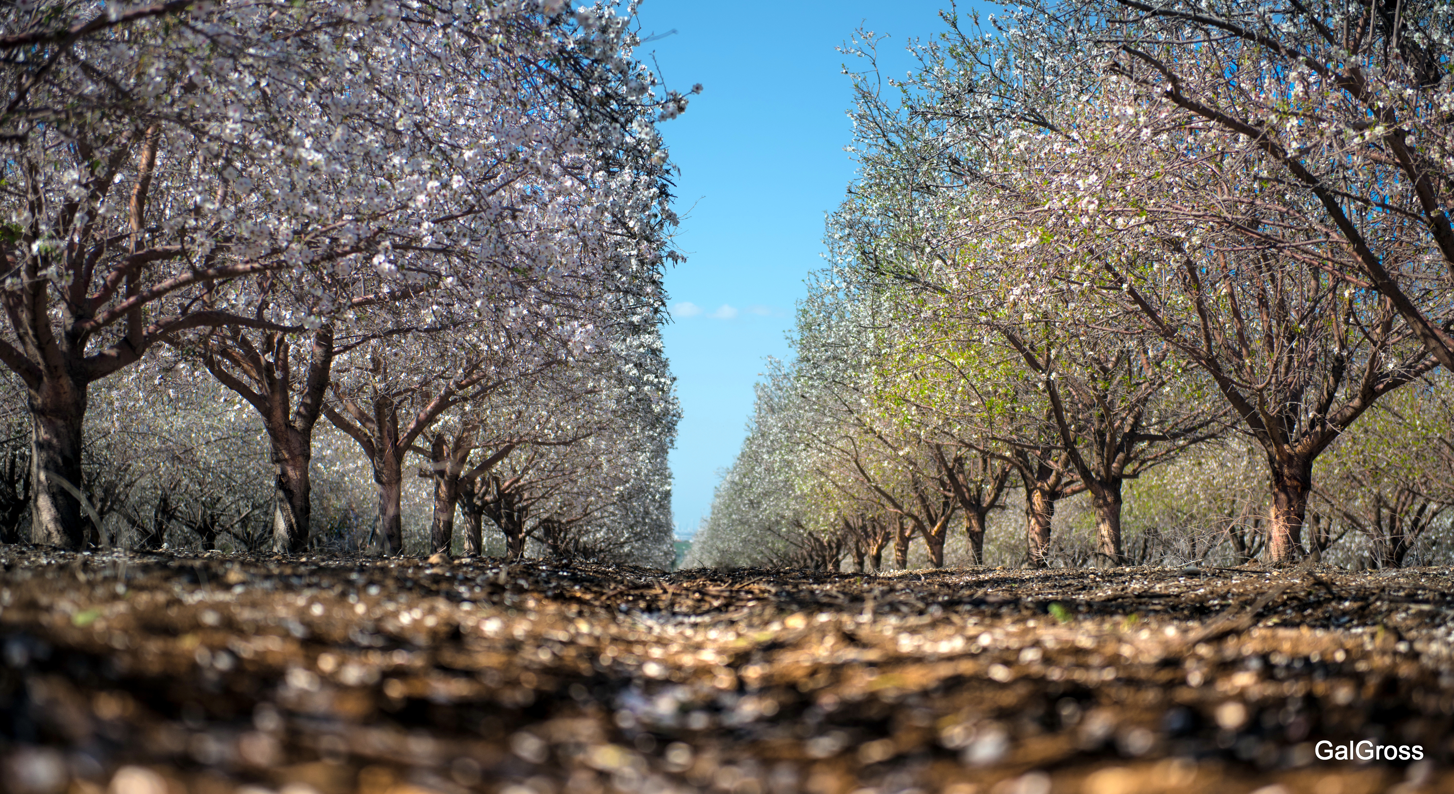 Almond blossom