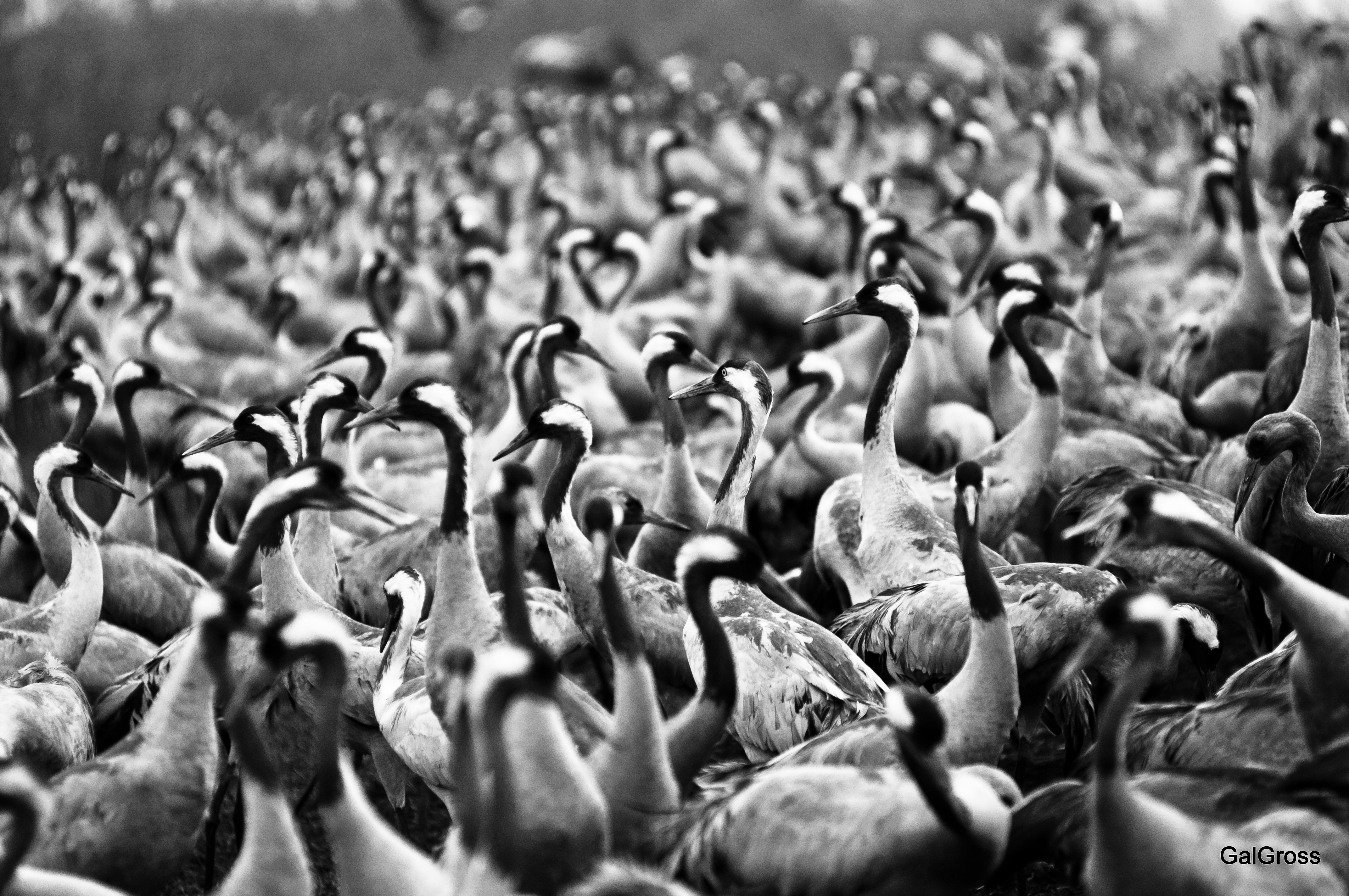 Cranes B&W
