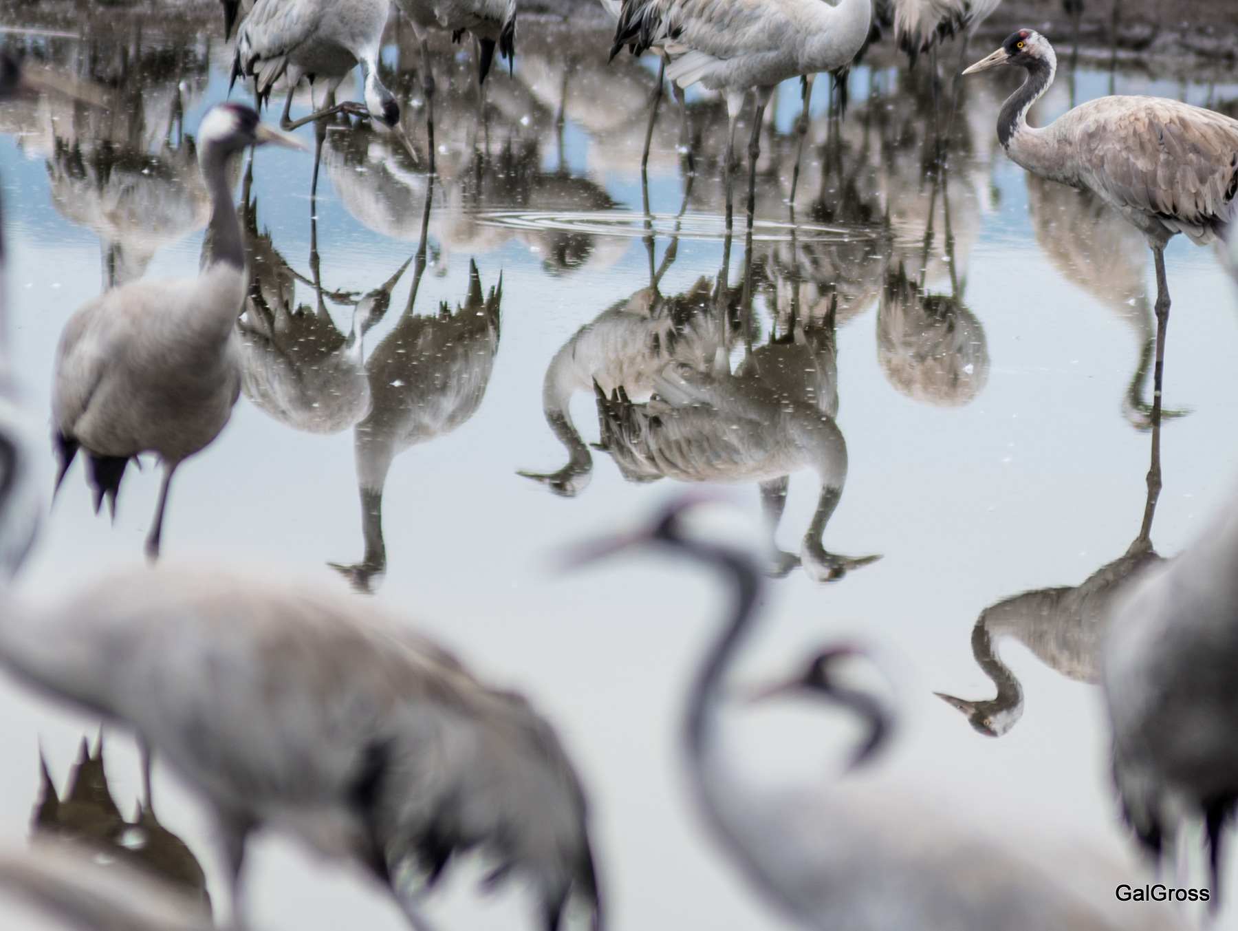 Crane reflectiosn