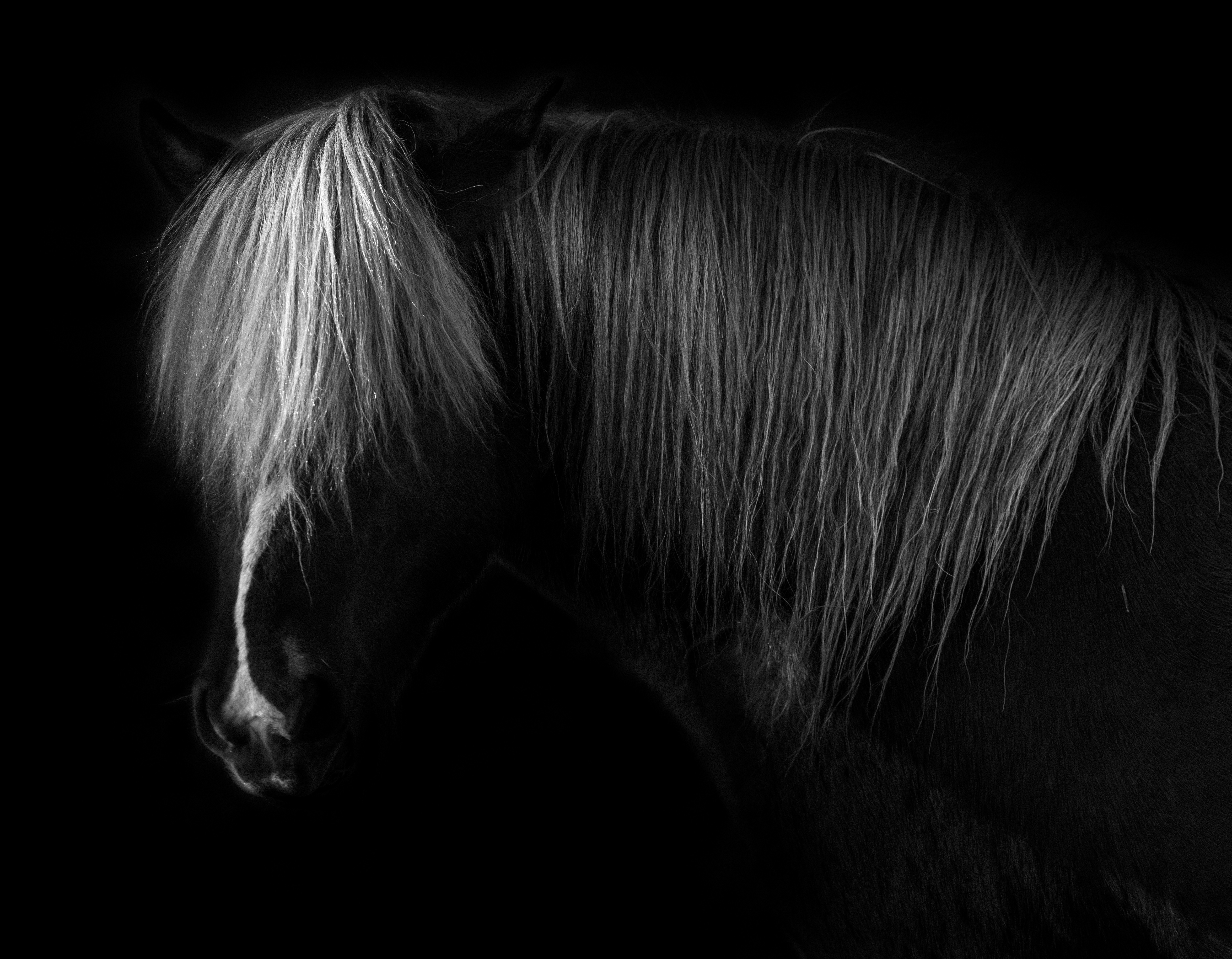 Icelandic Horse
