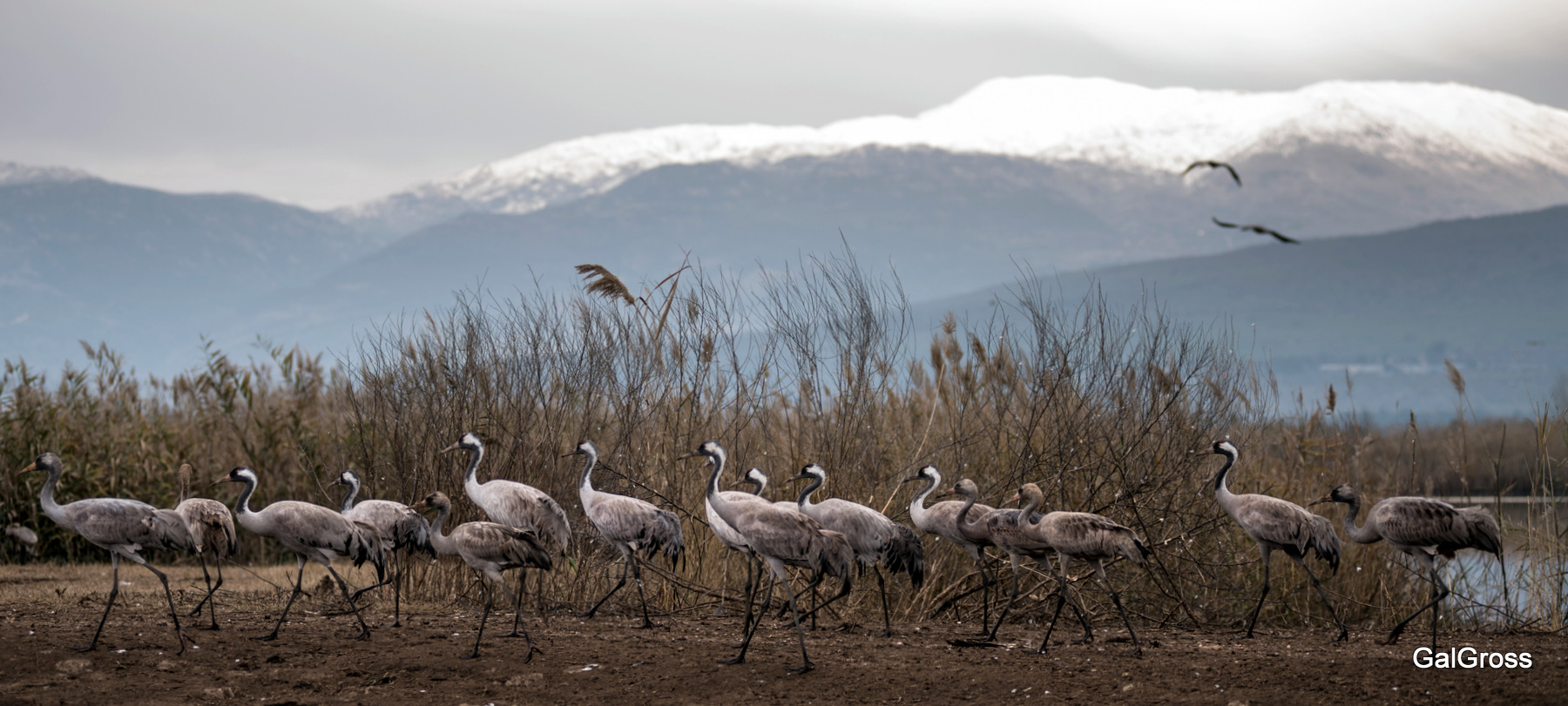 Mount Hermon