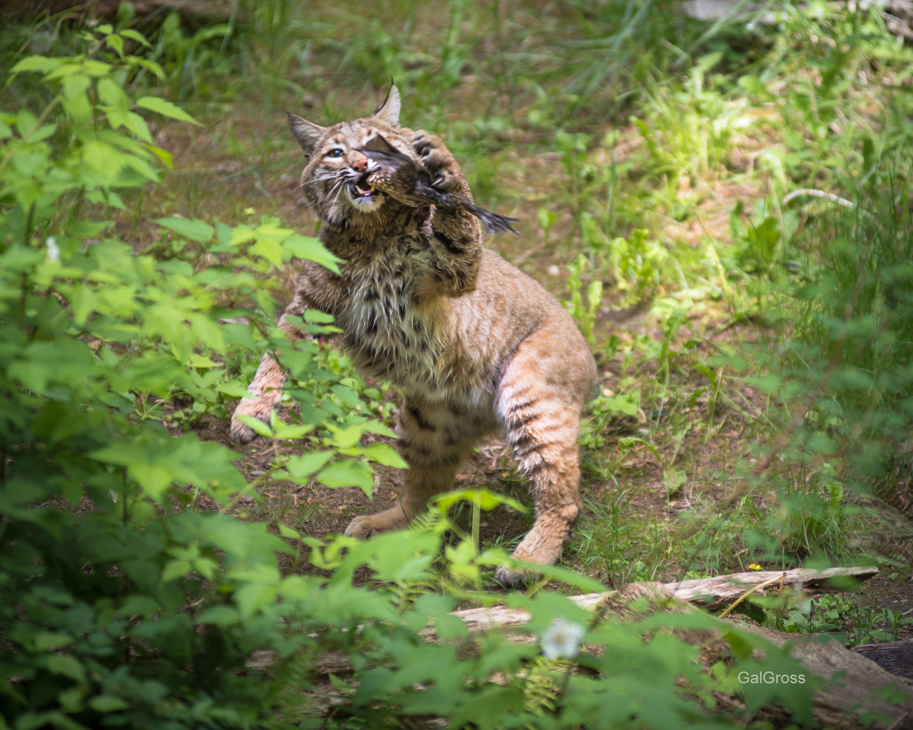 Bobcat palying with food