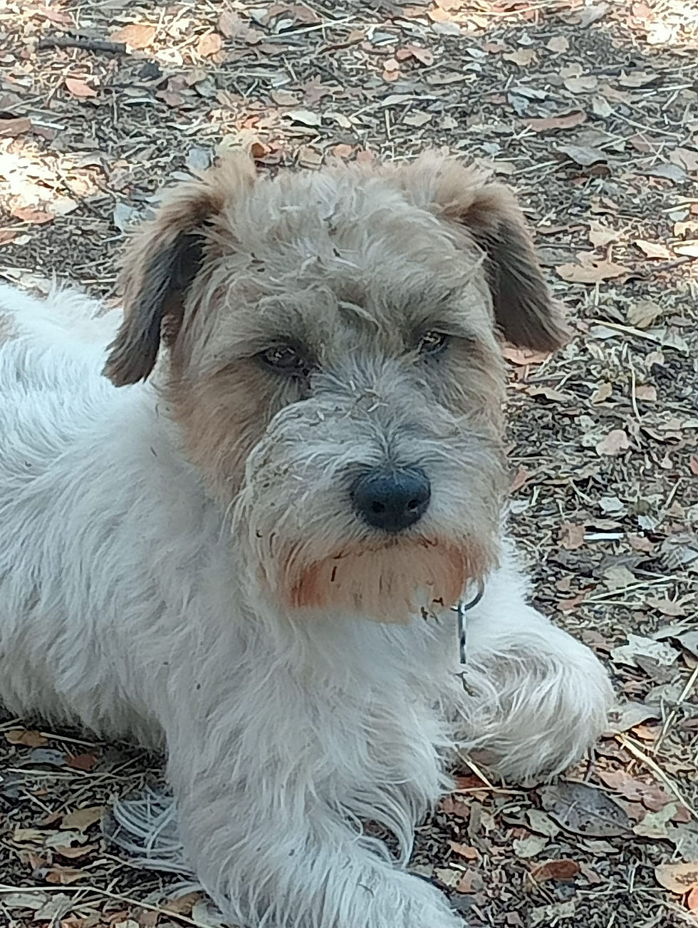 Tinto, un intrépido bajito