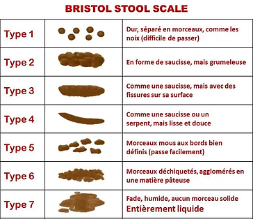 Echelle-Bristol-tableau.webp