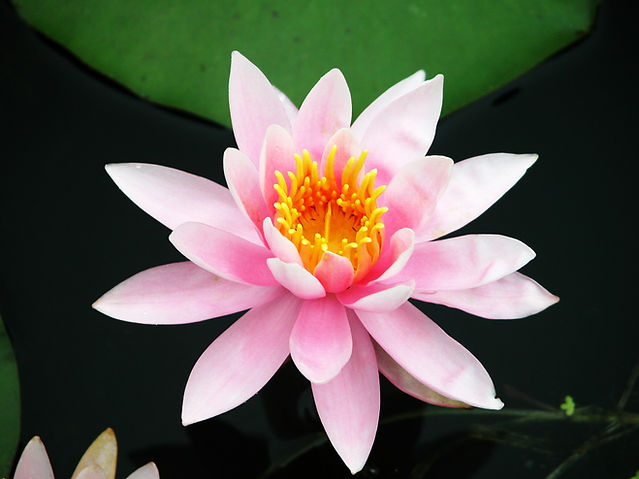 FreeGreatPicture.com-67-lotus.jpg