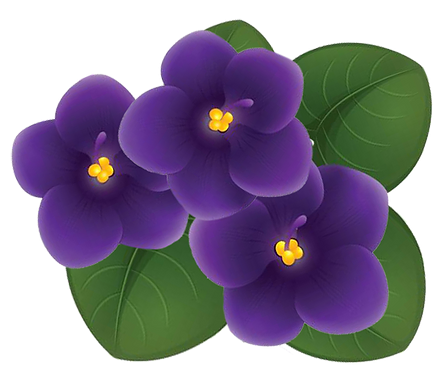 African-Violet_multiple-buds_with-leaf_p.webp