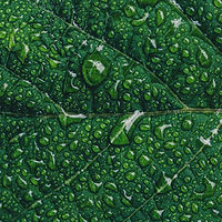 water-droplets-on-green_4460x4460(1).jpg