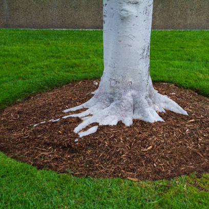 mulch_edited.jpg