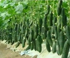 Thumbnail: Fresh & Crisp Kenyan Cucumbers