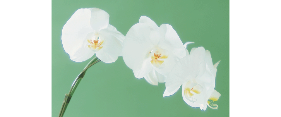 花ラン.gif