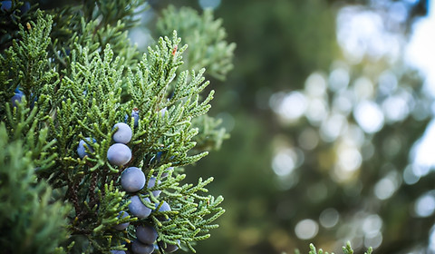 Juniper Plant