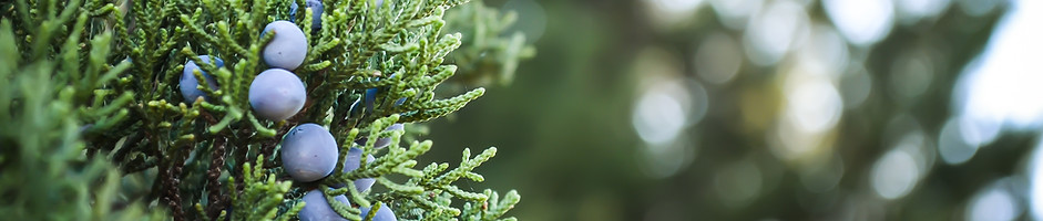 Juniper Plant