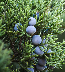 Juniper Plant