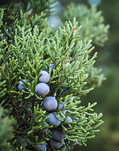 Juniper Plant Close-Up