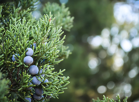 Juniper Plant Close-Up