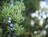 Juniper Plant