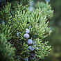 Juniper Plant