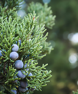 Juniper Plant