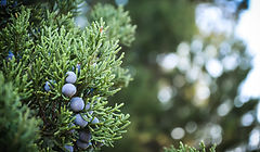 Juniper Plant
