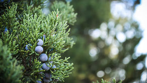 Juniperus (Ginepro)