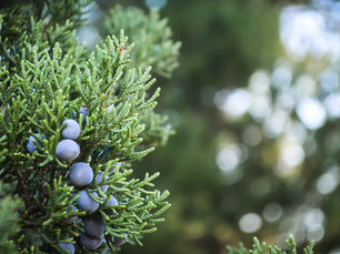 Are you under a Juniper Tree?