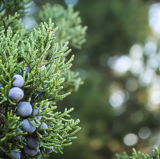 Stimuler la croissance de nouvelles pousses