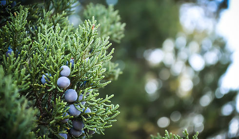Juniper Plant