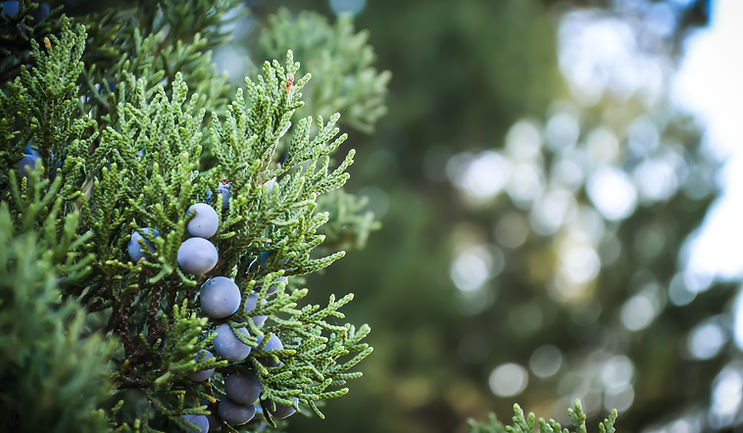 Juniper Plant Close-Up