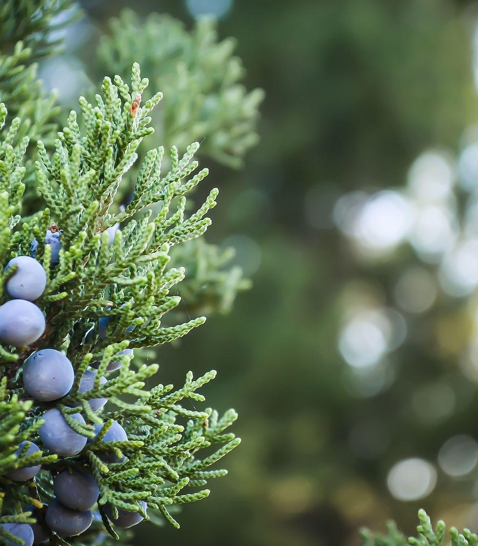 Juniper Plant