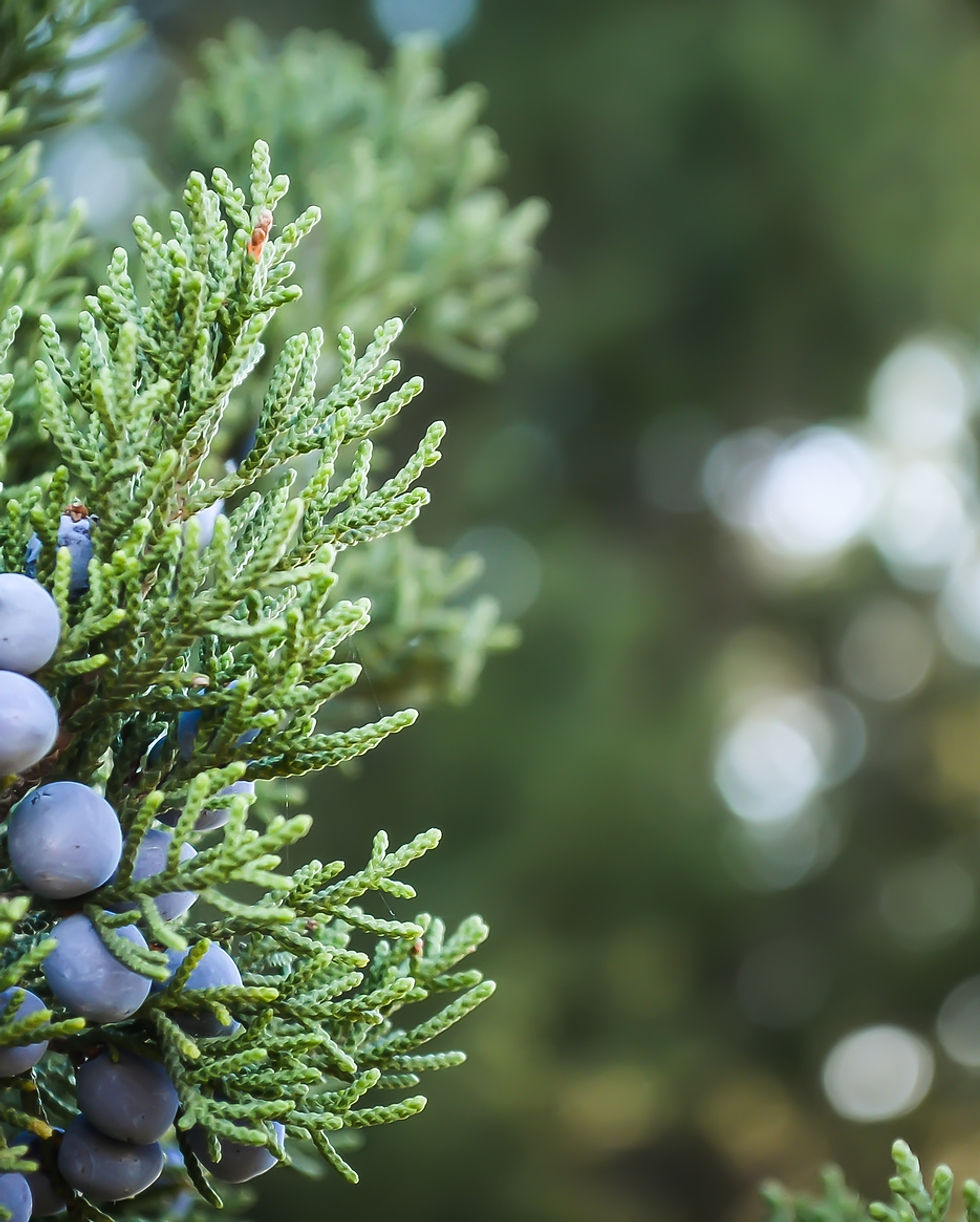 Juniper Plant