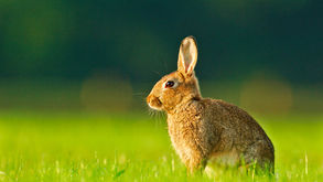 Year Of The Rabbit Windows 7 Theme Crack  Torrent (Activation Code) Free [Latest 2022]