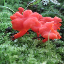 Mushrooms.jpg