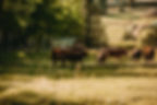 Dan working cattle.jpg