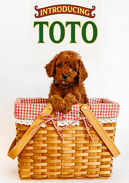 Toto.jpg