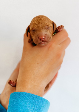 Bentleys Lucky litter - Clover.jpg