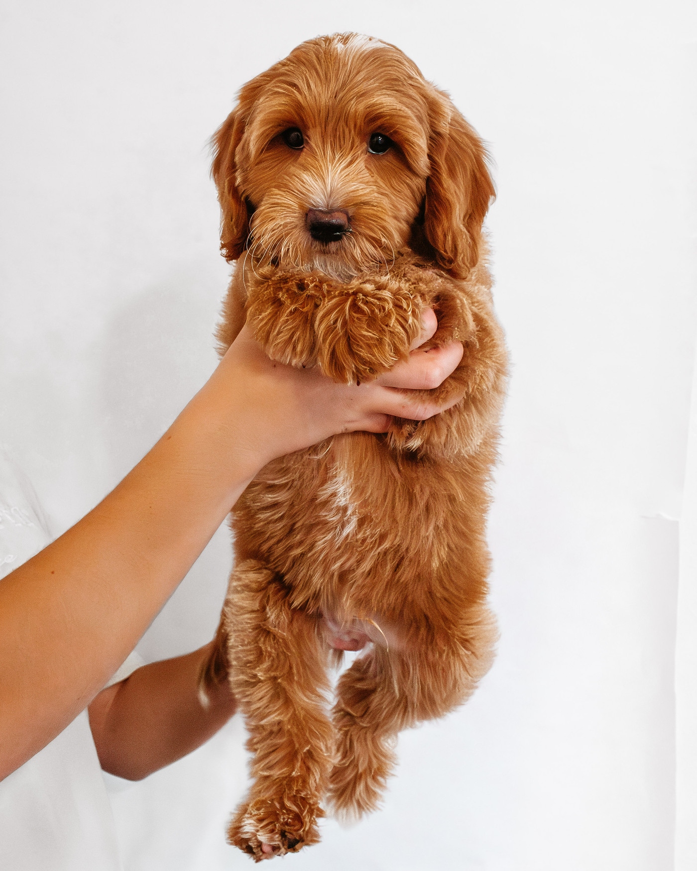 The Poky Little Puppy-3.jpg