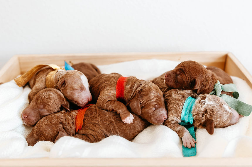 Kaia Full Litter.jpg