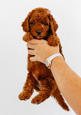 Toto-2.jpg