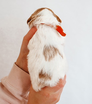 Mrs. Josephine Rabbit-3.jpg