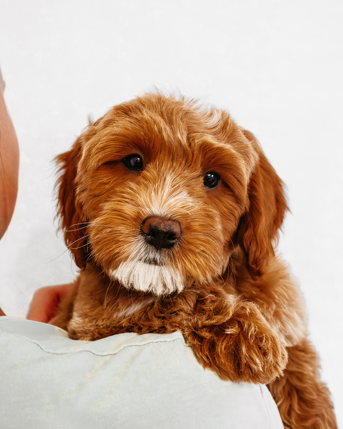 Gretel, doodle puppy for sale from Dennett's Doodles near St. George, Utah (photo 3)